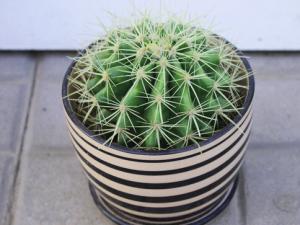 仙人球對家居環境的影響-仙人球擺放風水講究