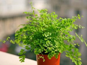 鐵線蕨對家居環境的影響-鐵線蕨的介紹