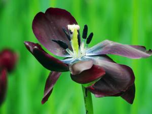 黑美人對家居環(huán)境的影響-黑美人的風(fēng)水學(xué)應(yīng)用