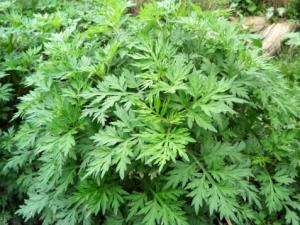 艾草對家居環境的影響-艾草的驅邪作用