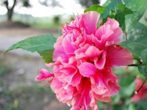 扶桑對家居環境的影響-扶桑與家居風格的搭配