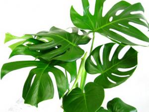 龜背竹的風水學應(yīng)用-龜背竹對家居環(huán)境的影響