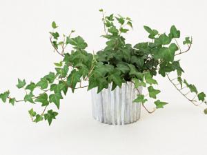 常春藤對家居環境的影響-常春藤的風水學應用
