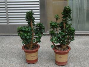 福祿桐對環境的影響-福祿桐的風水作用