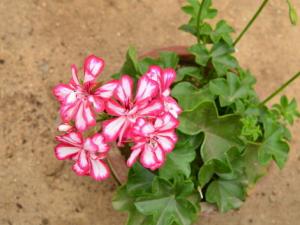 天竺葵與家居風格的搭配-天竺葵在家居中的作用