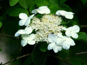 瓊花與家居風格的搭配-瓊花的養殖方法