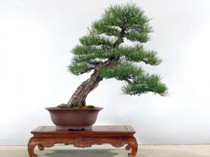 黑松與家居風格的搭配-黑松的風水學應用