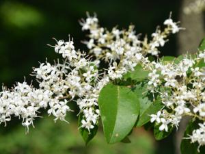 女貞與家居風格的搭配-女貞的風水學應用