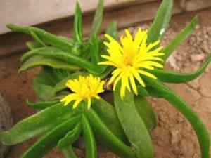 佛手掌的風水學應用-佛手掌在家居中的作用