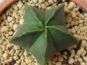 鸞鳳玉的風水學應(yīng)用-鸞鳳玉的養(yǎng)殖方法