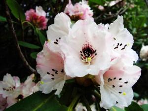 洋石楠的風(fēng)水學(xué)應(yīng)用-洋石楠在家居中的作用