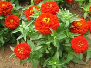 百日草與家居風格的搭配-百日草的風水學應用