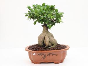 人參榕與家居風格的搭配-人參榕的風水學應用