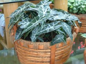 黑葉觀音蓮與家居風格的搭配-黑葉觀音蓮的風水學應用