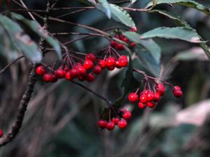 朱砂根與家居風(fēng)格的搭配-朱砂根的養(yǎng)殖方法
