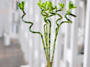 轉運竹的風水學應用-轉運竹的養殖方法