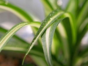 金心吊蘭與家居風格的搭配-金心吊蘭的風水學應(yīng)用