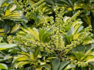 鵝掌柴的風(fēng)水學(xué)應(yīng)用-鵝掌柴在家居中的作用