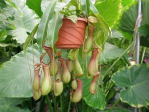 豬籠草的功效與作用-豬籠草對家居環境的影響