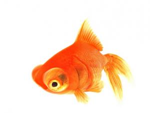 金魚的種類-金魚的家居風(fēng)水應(yīng)用