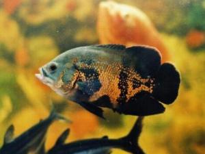 地圖魚的風水學應用-地圖魚的魚缸擺放位置