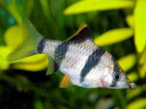 虎皮魚的風水學應用-虎皮魚的魚缸擺放位置