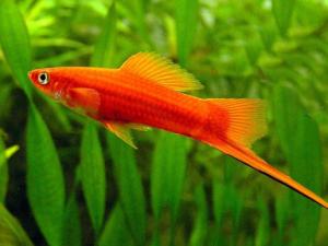 紅箭魚的風水學應用-紅箭魚的品種介紹