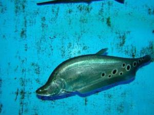 七星刀魚的風水學應用-七星刀魚的魚缸擺放位置