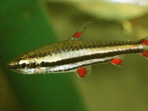 鉛筆魚的風水學應用-鉛筆魚的品種介紹