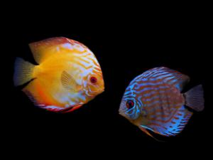 七彩神仙魚的品種-七彩神仙魚的風(fēng)水學(xué)應(yīng)用