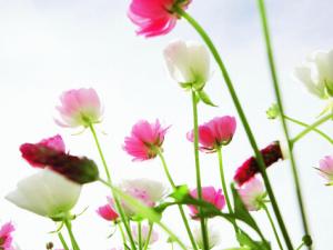 鮮花保鮮劑介紹-鮮花保鮮的方法