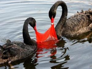 塑料袋對環境的危害有哪些？塑料袋的毒性