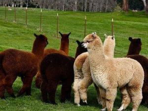 草泥馬是什么意思？網絡用語草泥馬是什么意思