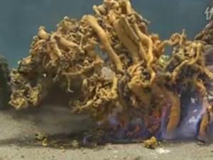 為什么叫法老之蛇？法老之蛇硫氰化汞膨脹反應