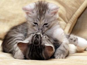 么么噠是什么意思？網(wǎng)絡(luò)用語么么噠的意思