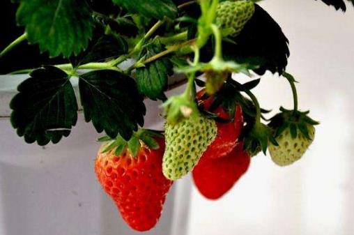 盆栽草莓.jpg