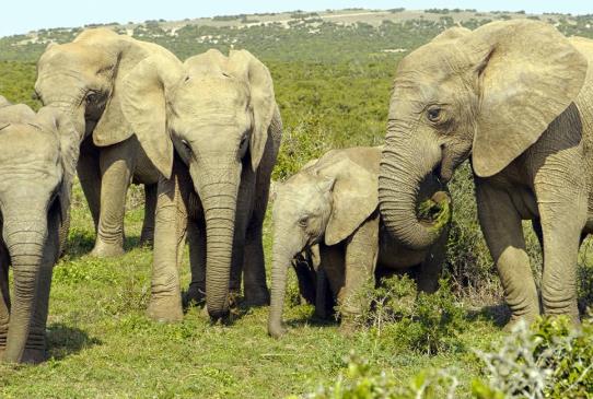 云南小象醉酒掉隊(duì)為什么象群不管它?云南大象北遷是怎么生活的?