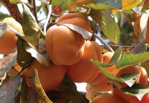 哪些人不能吃柿子?為什么柿子皮不能吃