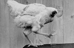 盤點(diǎn)世界10大怪異節(jié)日：美國夫魯塔市無頭雞節(jié)