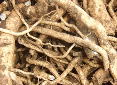 板藍根可以預防流感嗎?板藍根的功效與作用