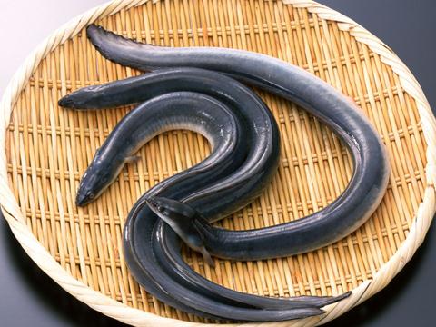吃鰻魚有什么好處？鰻魚的營養價值