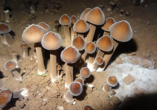 雞樅菌的功效與作用-雞樅菌的種植技術