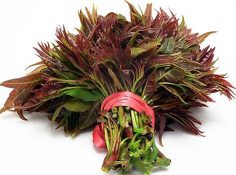 吃香椿好嗎?香椿的營(yíng)養(yǎng)價(jià)值