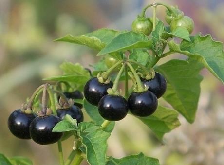 龍葵的營(yíng)養(yǎng)價(jià)值-龍葵的功效與作用