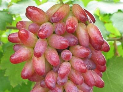 提子皮可以吃嗎？吃提子皮有什么好處？提子皮的功效與作用