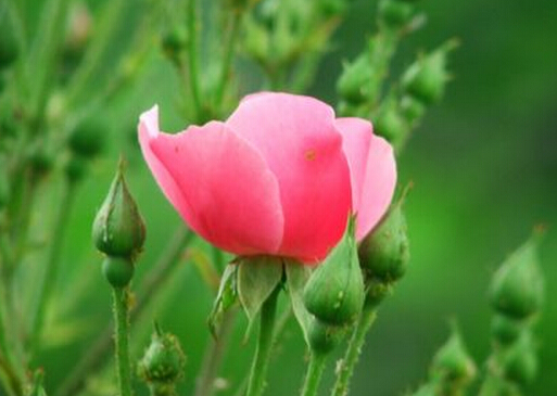 月季入食養生有調經的作用-酥炸月季花的做法