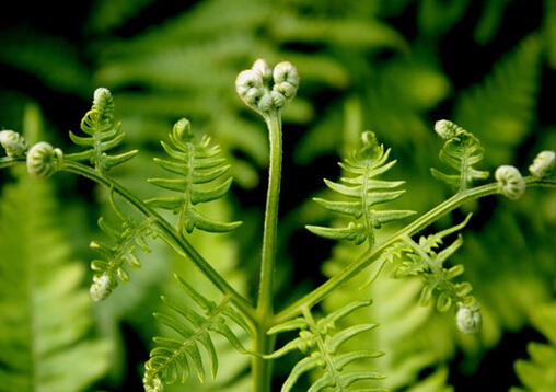 蕨菜的營養(yǎng)價值-蕨菜的做法