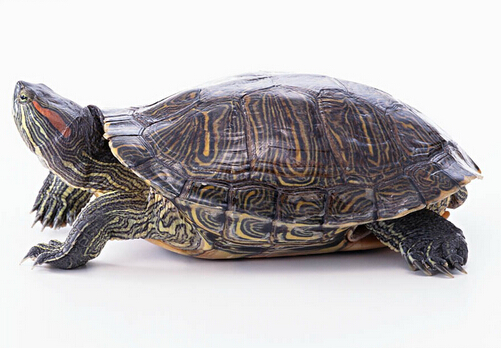 巴西龜的介紹-巴西龜怎么養？