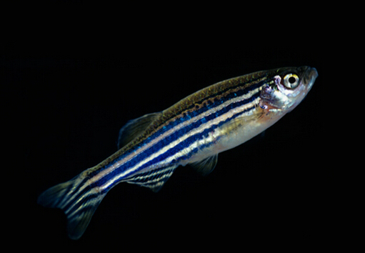 斑馬魚的風水學應用-斑馬魚的品種介紹