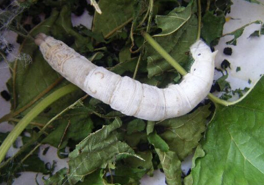 蠶寶寶怎么養？如何喂養蠶寶寶？